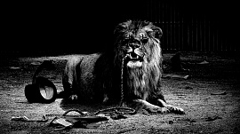 Лев на цепи - фото №1