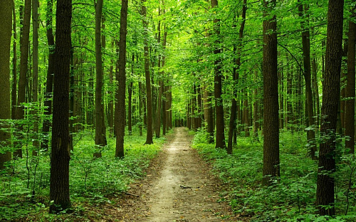 Что значит Лес зеленый во сне