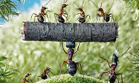 Дом с муравьями - фото №3