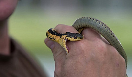 Змея пытается укусить - фото №14