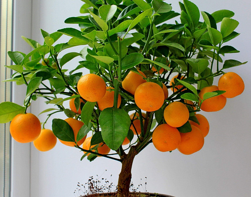 Что значит Апельсиновое дерево во сне