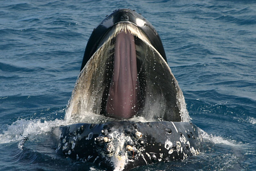 Что значит Китовый ус во сне