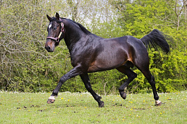 Рысак (конь, лошадь) - фото №14