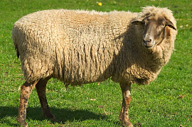 Овцы (баран) - фото №3