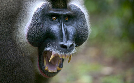 Агрессивная обезьяна