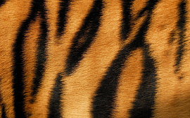 Шкура тигра - фото №5