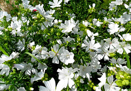 Цветы в саду белые - фото №1