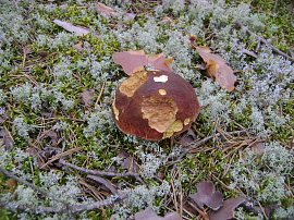 Трухлявый гриб (грибы) - фото №1