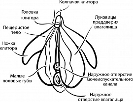 Женские половые органы - фото №4