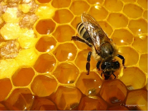 Что значит Мед пчелиный во сне