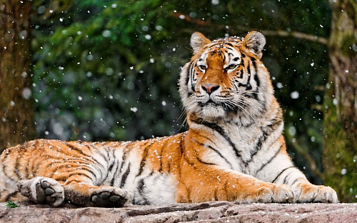 Что значит Быть тигром во сне