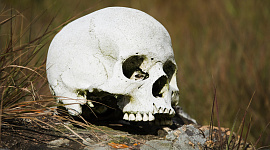 Скелет, череп
