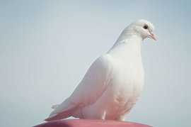 Мыть белых голубей - фото №2