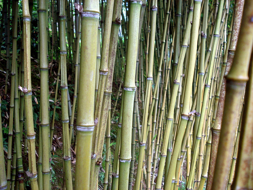 Что значит Камыш, бамбук или тростник во сне