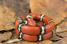 Аспид (змея, змей) - фото №3