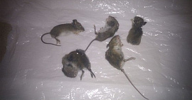 Мышь убить - фото №1