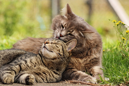 Что значит Кот и кошка во сне