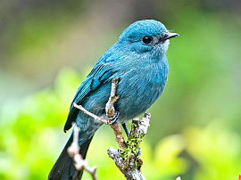 Синяя птица - фото №16