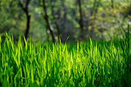 Трава зеленая - фото №9