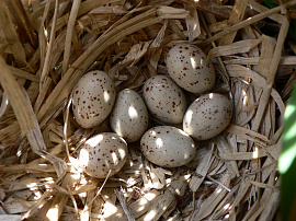 Птичьи яйца - фото №9