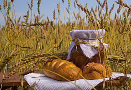 Хлеб на полях в изобилии