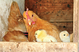 Клуша (курица- наседка) с цыплятами - фото №2