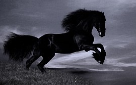 Лошадь черная - фото №1