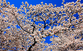 Цветущее дерево - фото №2