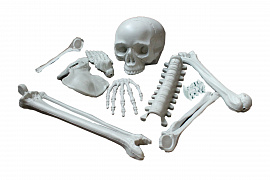 Кости, скелет - фото №1