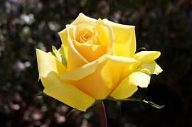 Желтая роза - фото №11
