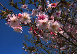Пышно цветущее дерево - фото №1