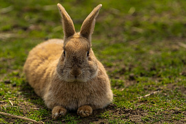 Кролик или заяц - фото №2
