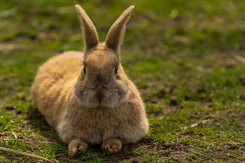 Что значит Кролик или заяц во сне