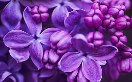 Фиолетовый цвет - фото №1