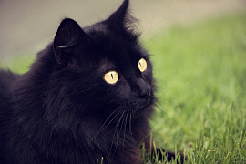 Кошка черная - фото №7