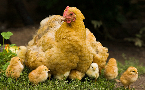 Что значит Курица с цыплятами во сне