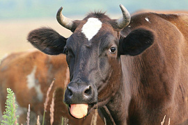 Коров - фото №2