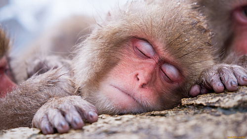 Что значит Едете во сне на обезьяне во сне