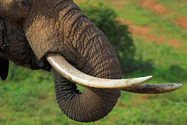 Клык слоновый - фото №1