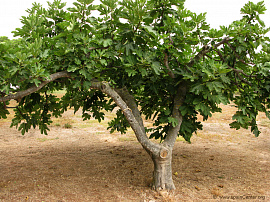 Фиговое дерево