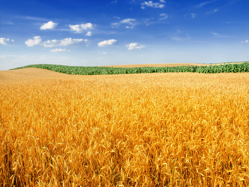 Что значит Пшеница во сне