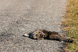 Мертвый кот - фото №2