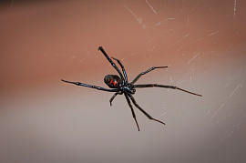 Ядовитый (черный) паук