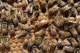 Матка пчелиная - фото №1