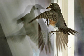 Птица стучиться или бъется в окно - фото №12