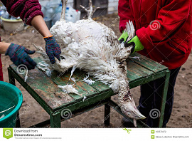 Общипывать птицу (птица, курица) - фото №2