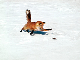 Убегает лиса