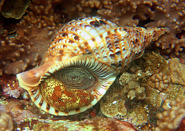 Морские моллюски - фото №2