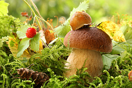 Собирать грибы или ягоды - фото №2