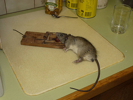 Крыс ловить - фото №8